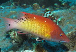 Image of Bodianus diana