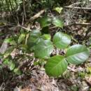 Image of sperry guava