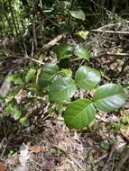 Image of sperry guava