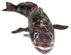 Image of Antarctic toothfish