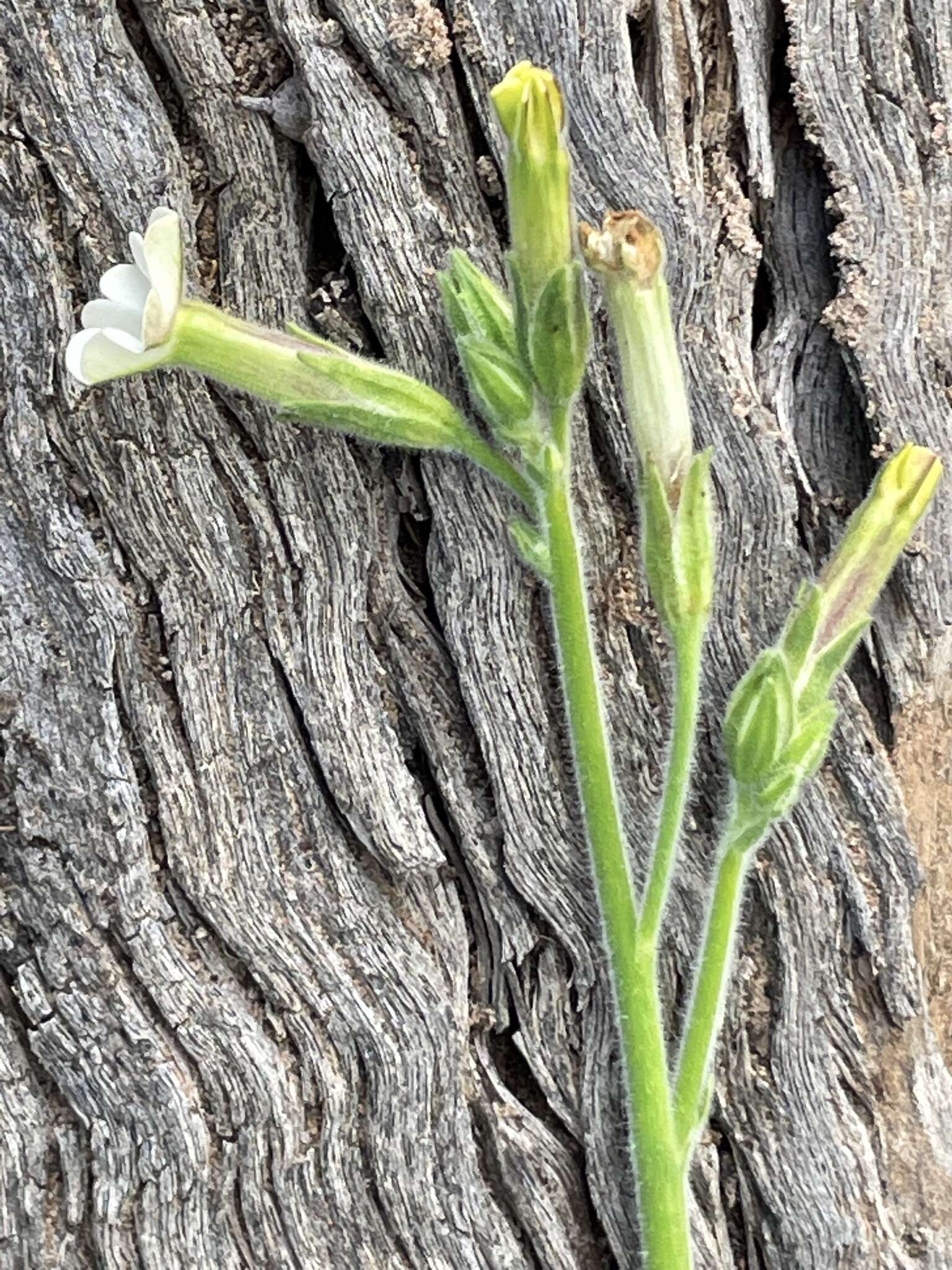 Nicotiana goodspeedii Wheeler的圖片