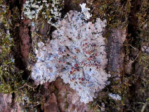 Image of Pannaria subfusca P. M. Jørg.