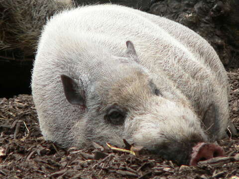 Image of Bearded Pig