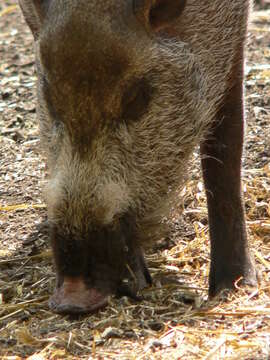 Image of Bearded Pig