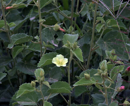 Image of Pavonia elegans Garcke