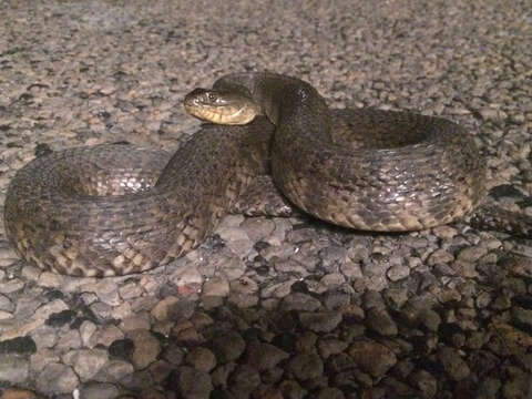 Image of Mississippi Green Water Snake