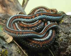 Image of Common Garter Snake