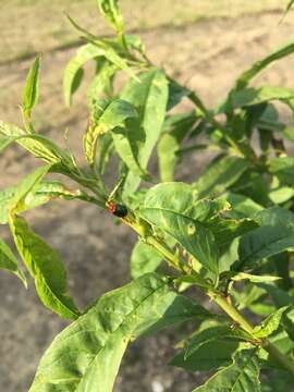 Image of flea beetle