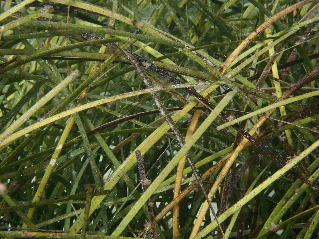 Image of Brush-tailed pipefish