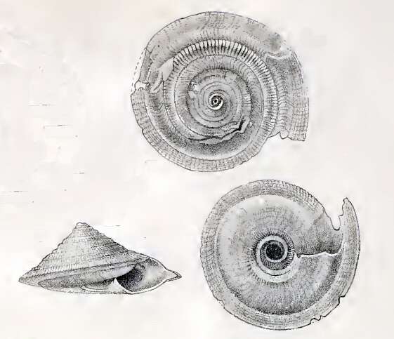 Image of Fluxinella marginata (Schepman 1909)