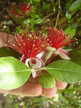 Image of Acca