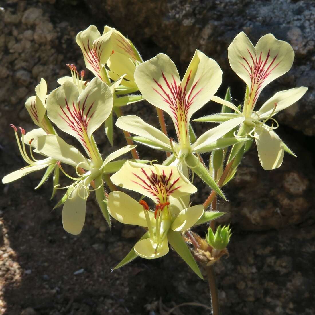 Image of Pelargonium oblongatum E. Mey.