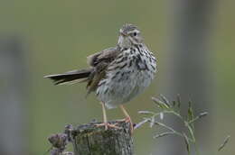 Image of Meadow Pipit