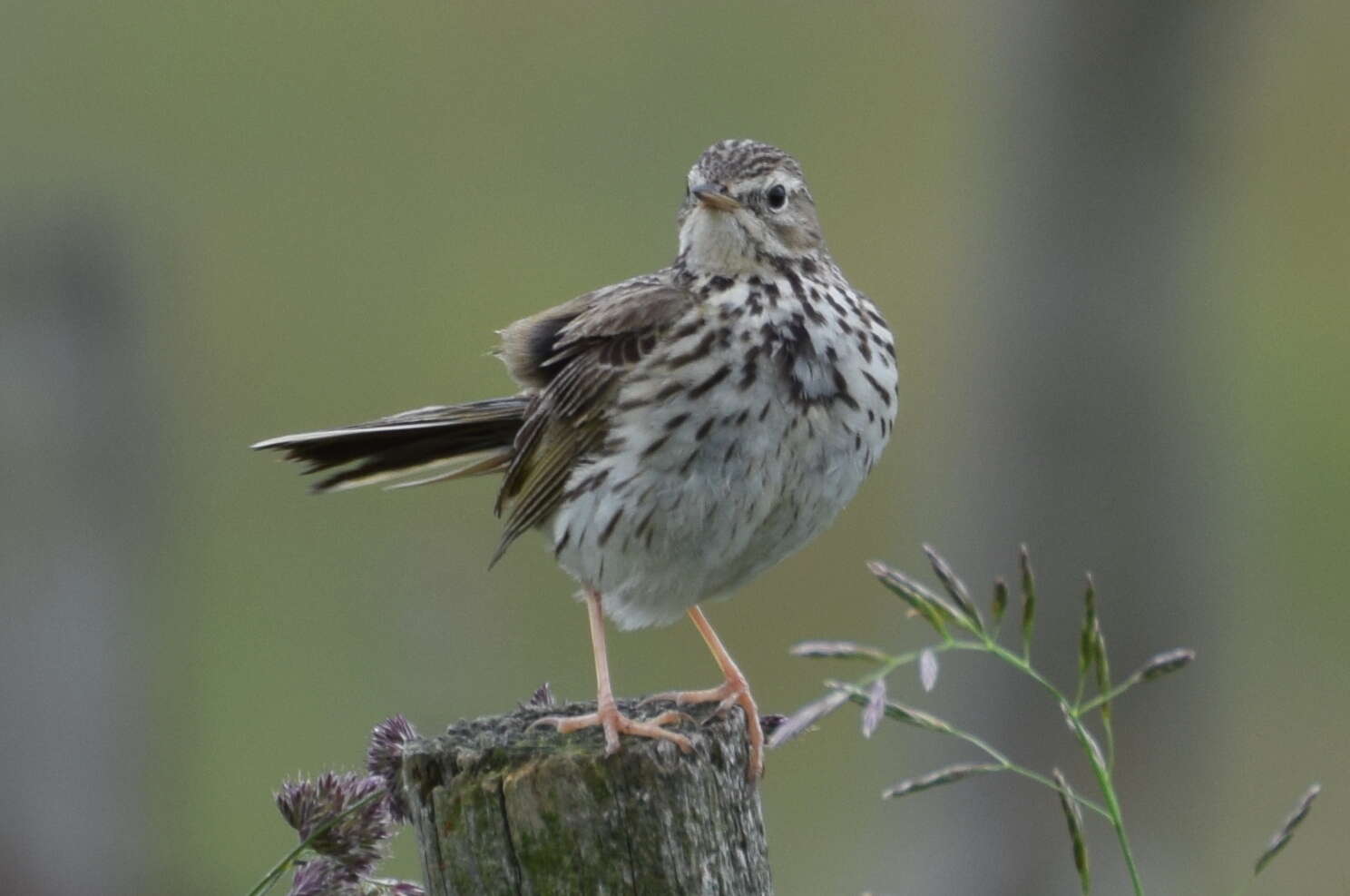 Image of Meadow Pipit