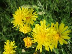 Imagem de Crepis biennis L.