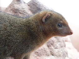 Image of Dwarf mongooses