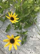 Image of cucumberleaf sunflower