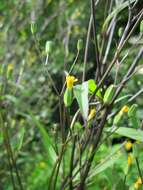 Image of nipplewort