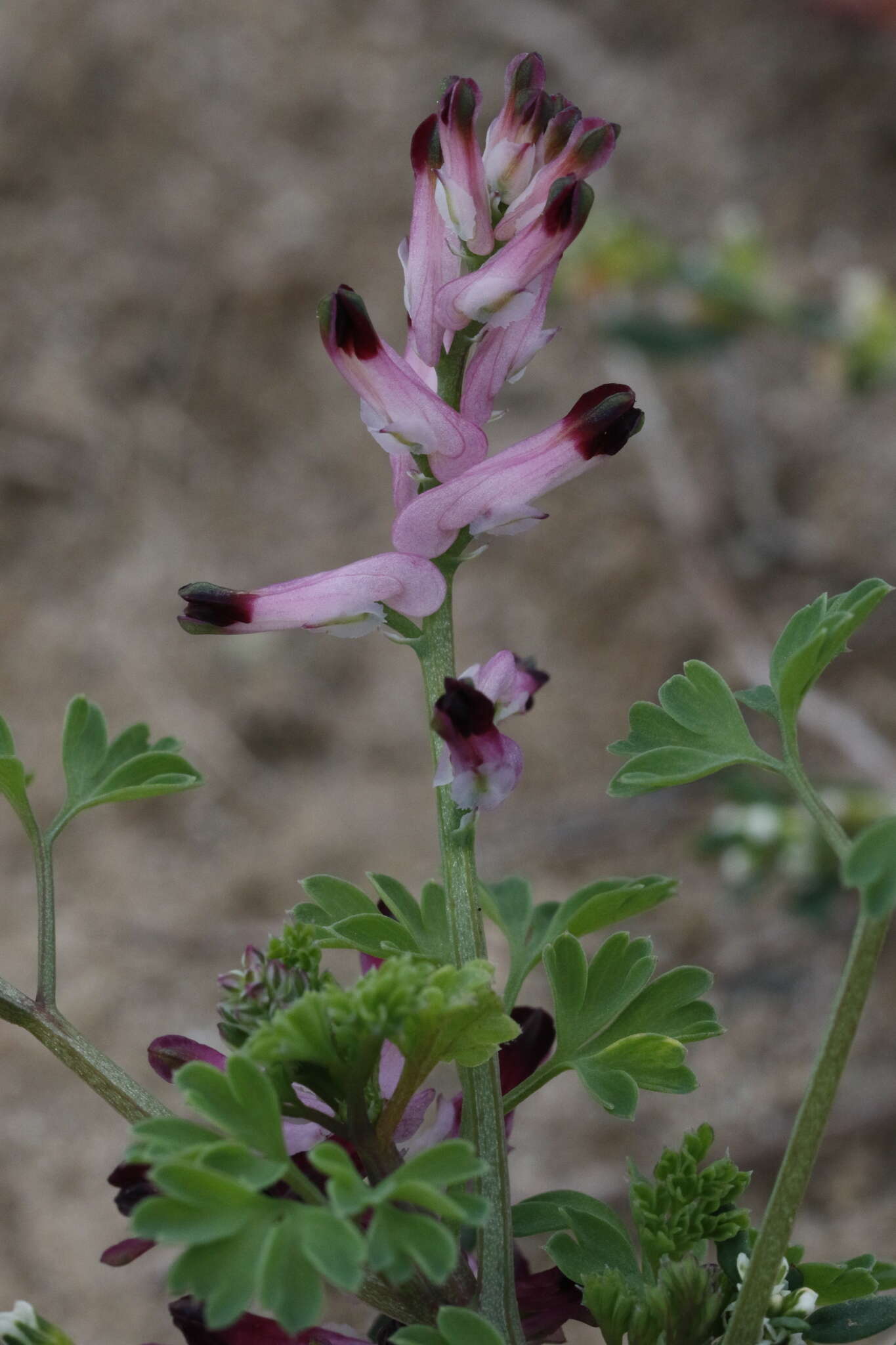 Sivun Fumaria muralis subsp. boraei (Jord.) Pugsley kuva