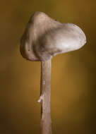 Tephrocybe resmi