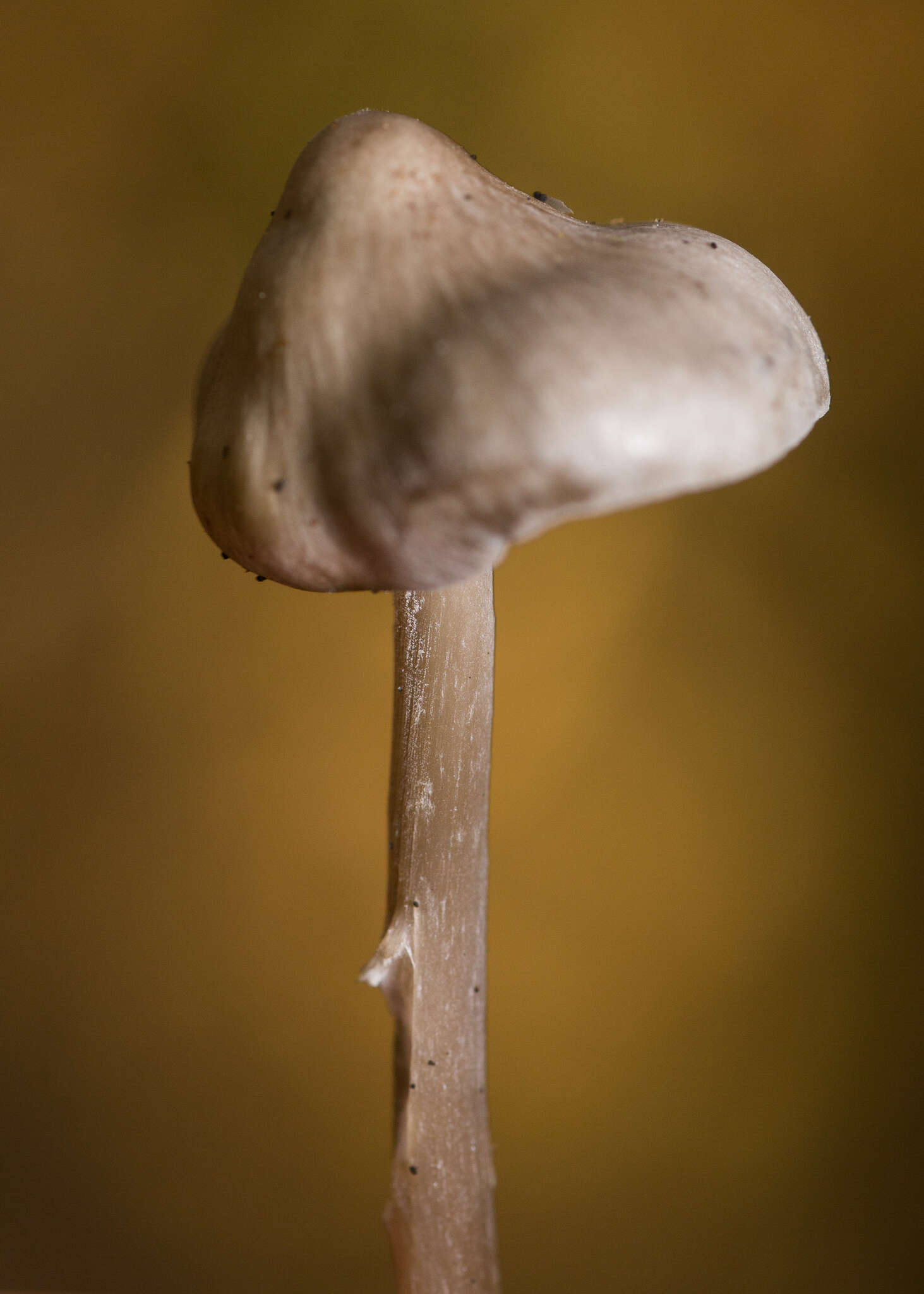 Sivun Tephrocybe kuva