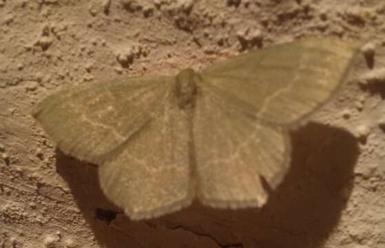 Image of small grass emerald