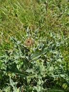 Image of Cirsium pugnax Somm. & Levier