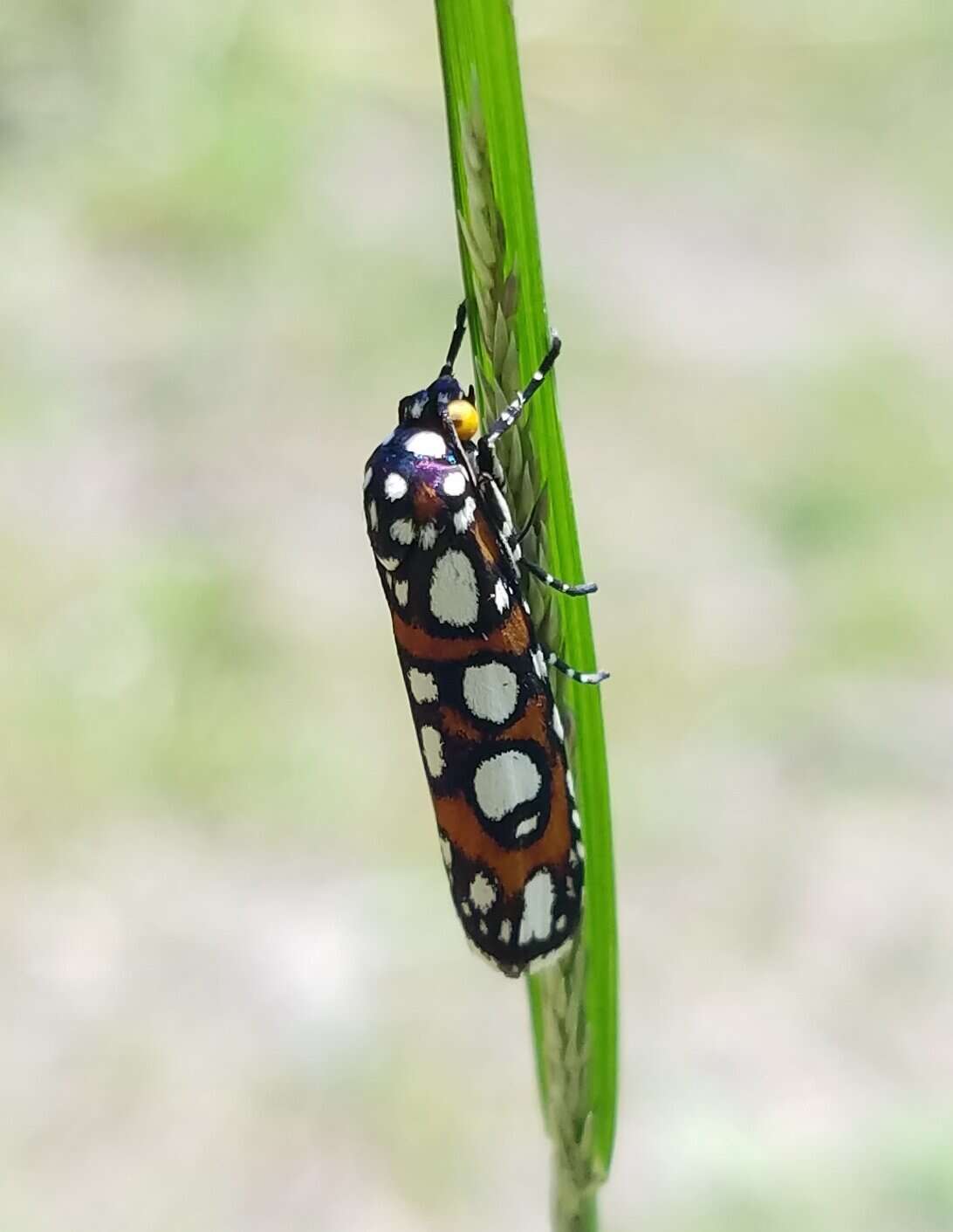 Image de Cydosia nobilitella Cramer 1779