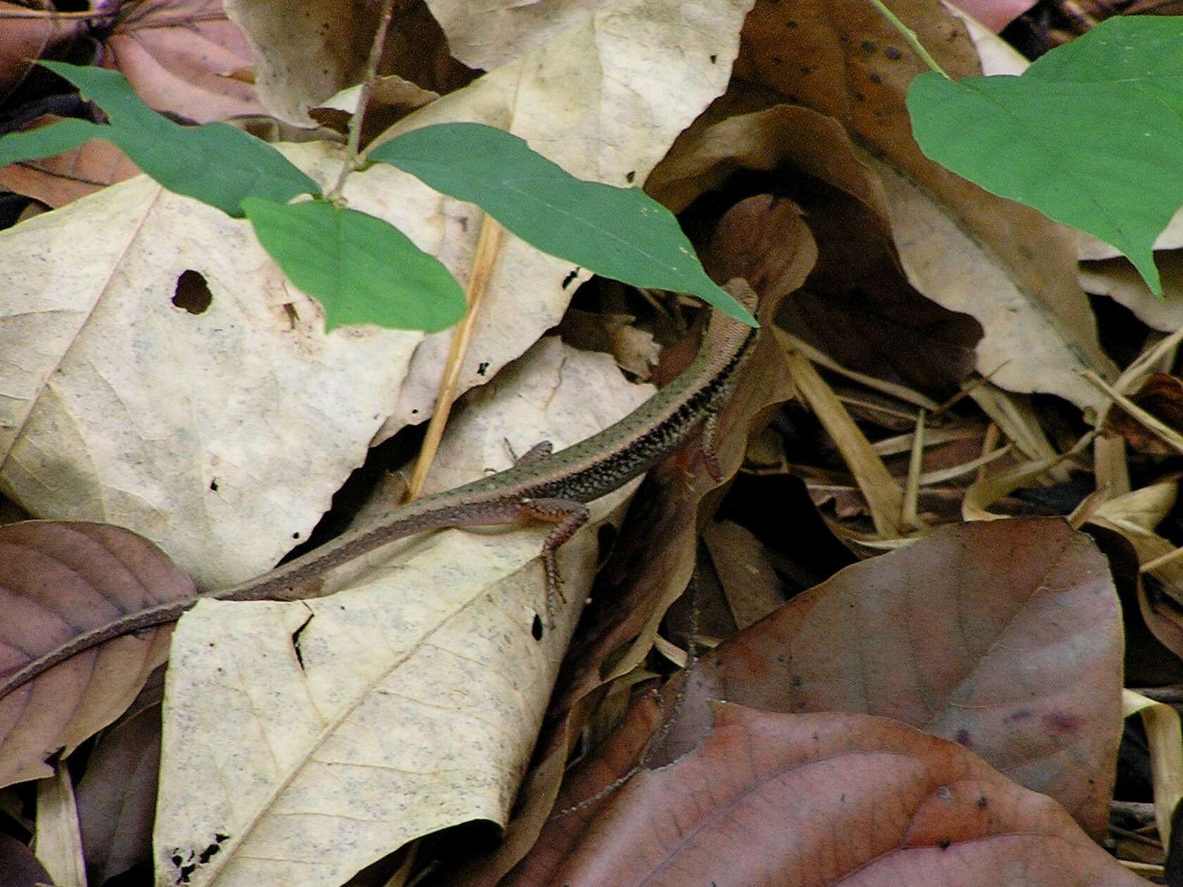 Слика од Sphenomorphus maculatus (Blyth 1853)