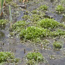 Image de Ranunculus sceleratus var. multifidus Nutt. ex Torr. & A. Gray