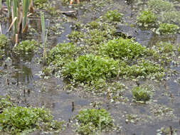 Слика од Ranunculus sceleratus var. multifidus Nutt. ex Torr. & A. Gray