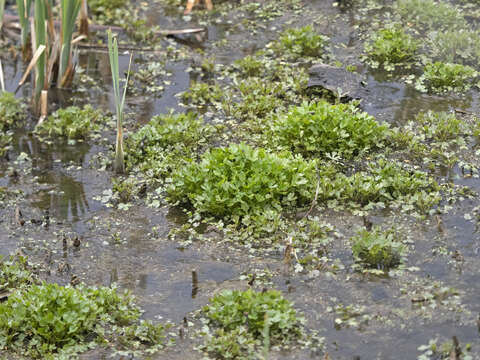 Image de Ranunculus sceleratus var. multifidus Nutt. ex Torr. & A. Gray