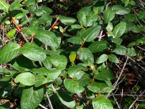 Слика од Shepherdia canadensis (L.) Nutt.