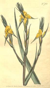 Image of Philydraceae