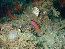 Image of Bluebanded goby