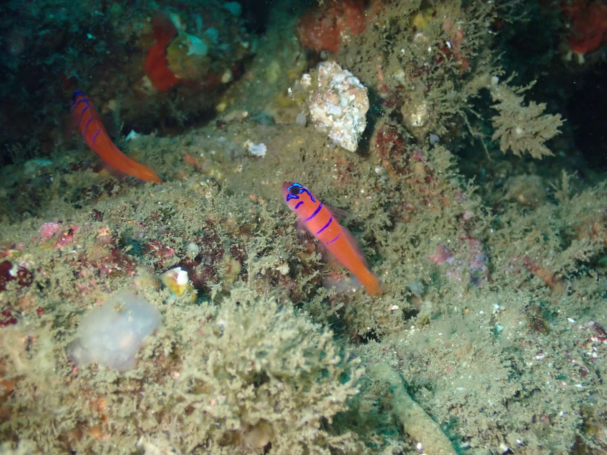 Image of Bluebanded goby