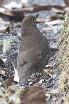 Image of Plain-backed Thrush