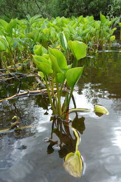 Image of callalily