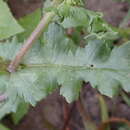 Sivun Senecio vulgaris subsp. vulgaris kuva