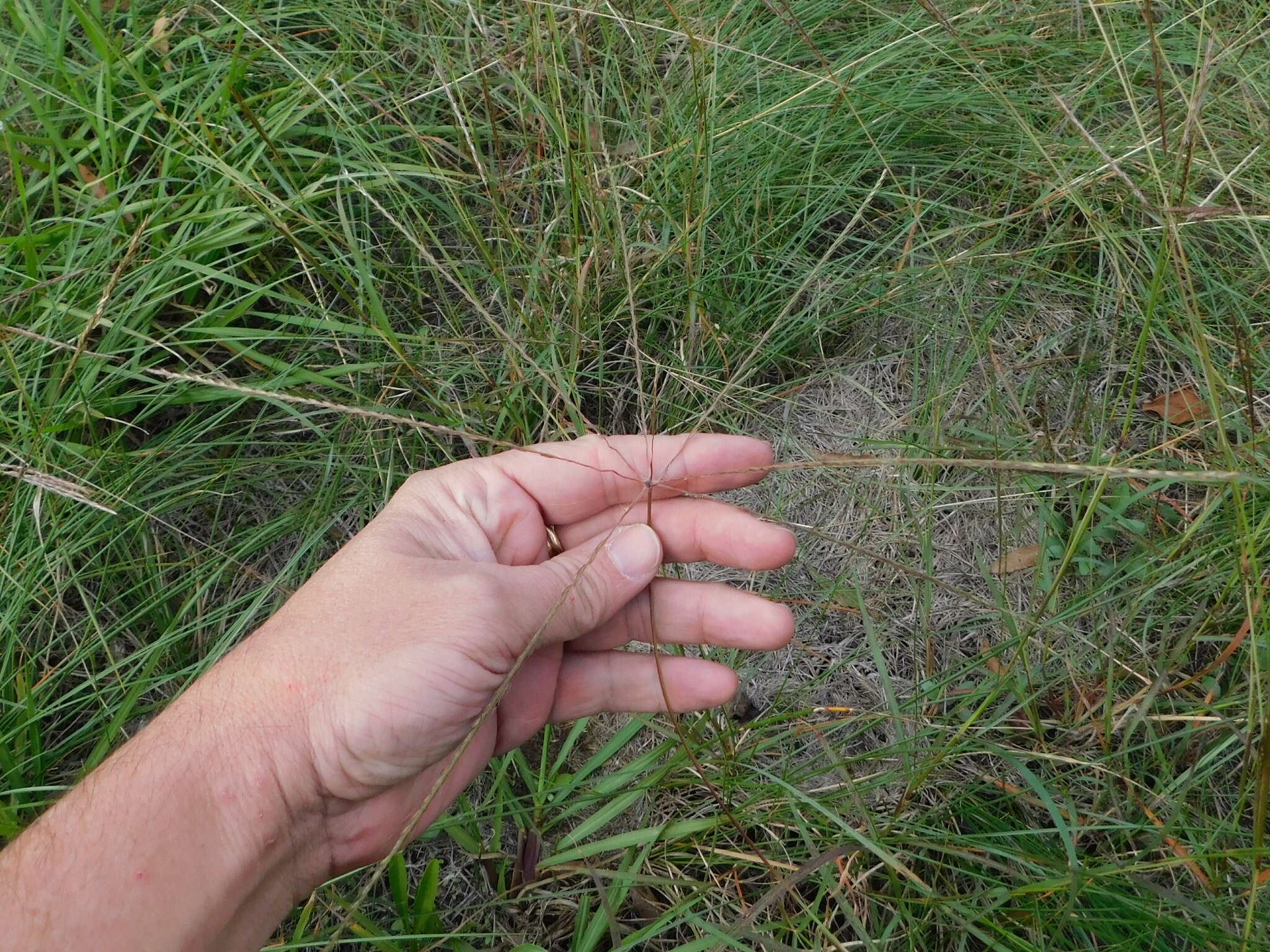 Plancia ëd Chloris texensis Nash