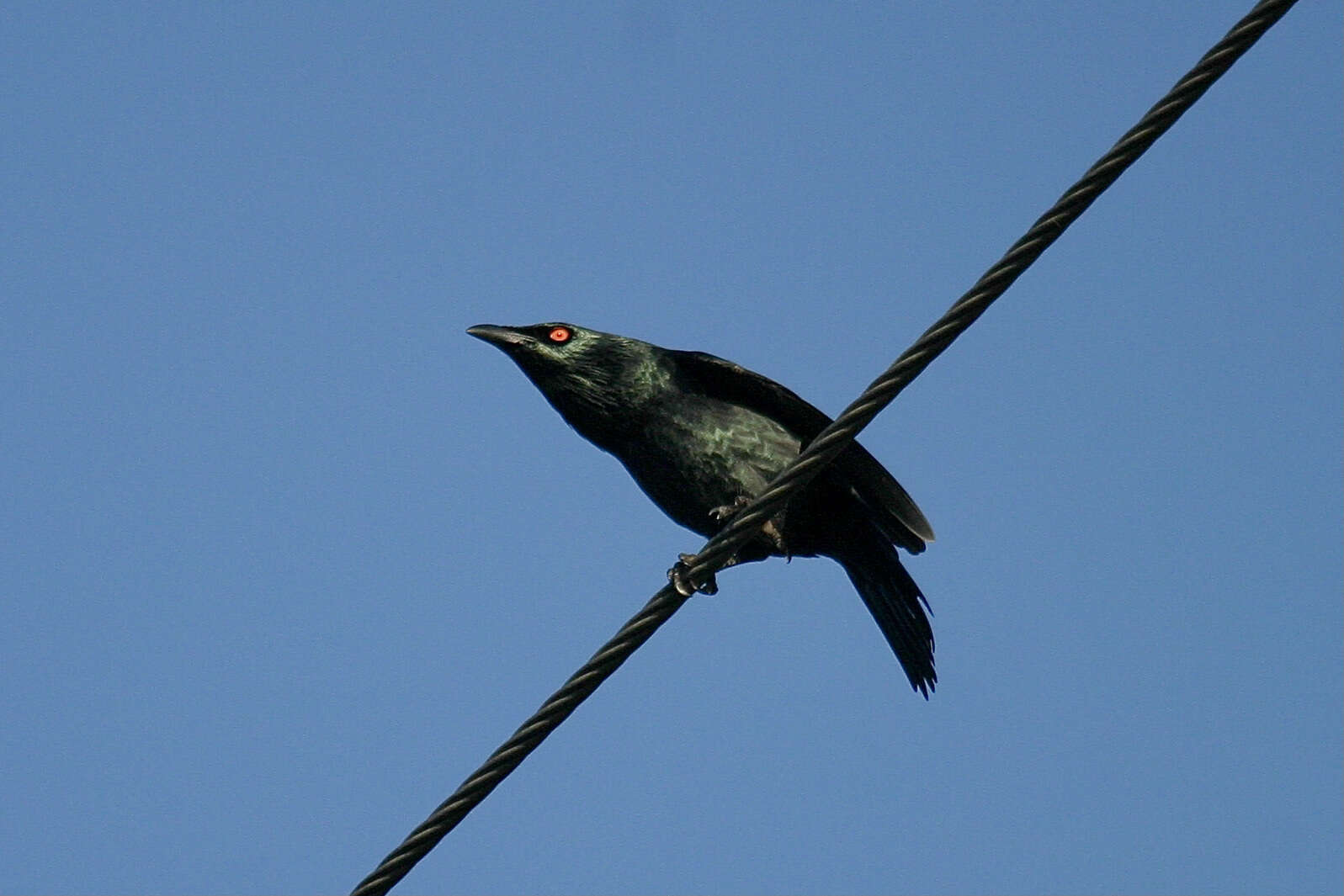 Sivun Aplonis cantoroides (Gray & GR 1862) kuva