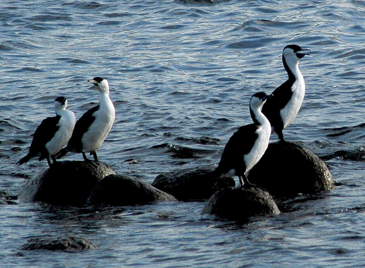 Image of Black-faced Cormorant