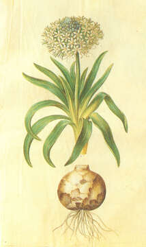 Imagem de Scilla peruviana L.