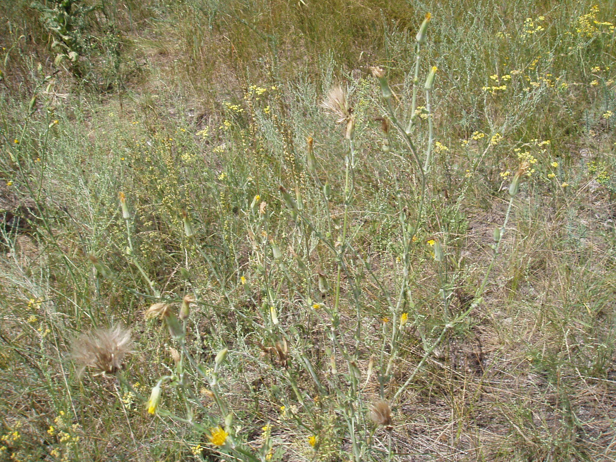 Sivun Tragopogon ucrainicus Artemczuk kuva