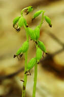 Image of Yellow coralroot
