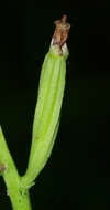 Cephalanthera longifolia (L.) Fritsch resmi