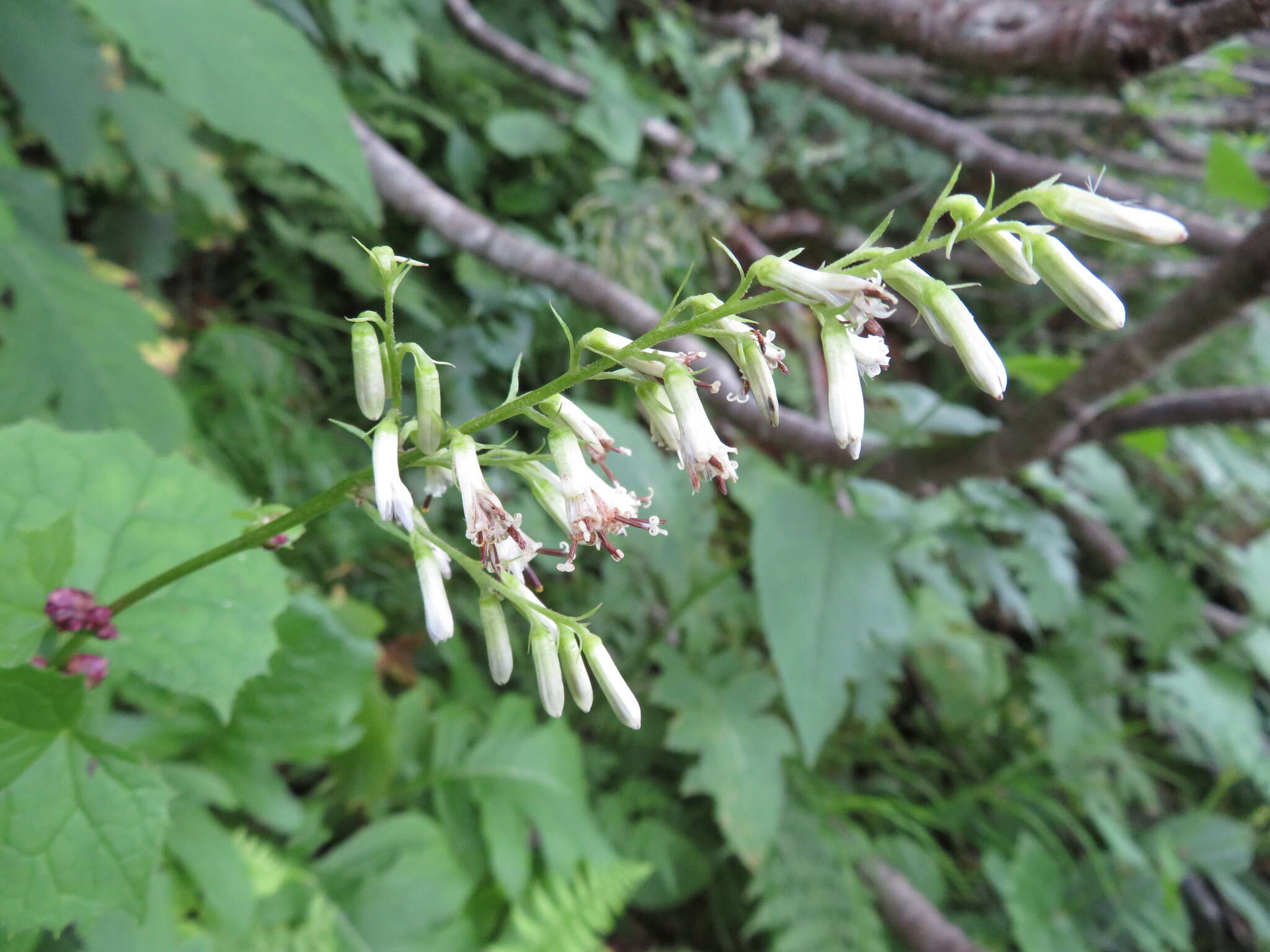 Image of Parasenecio auriculata (DC.) J. R. Grant