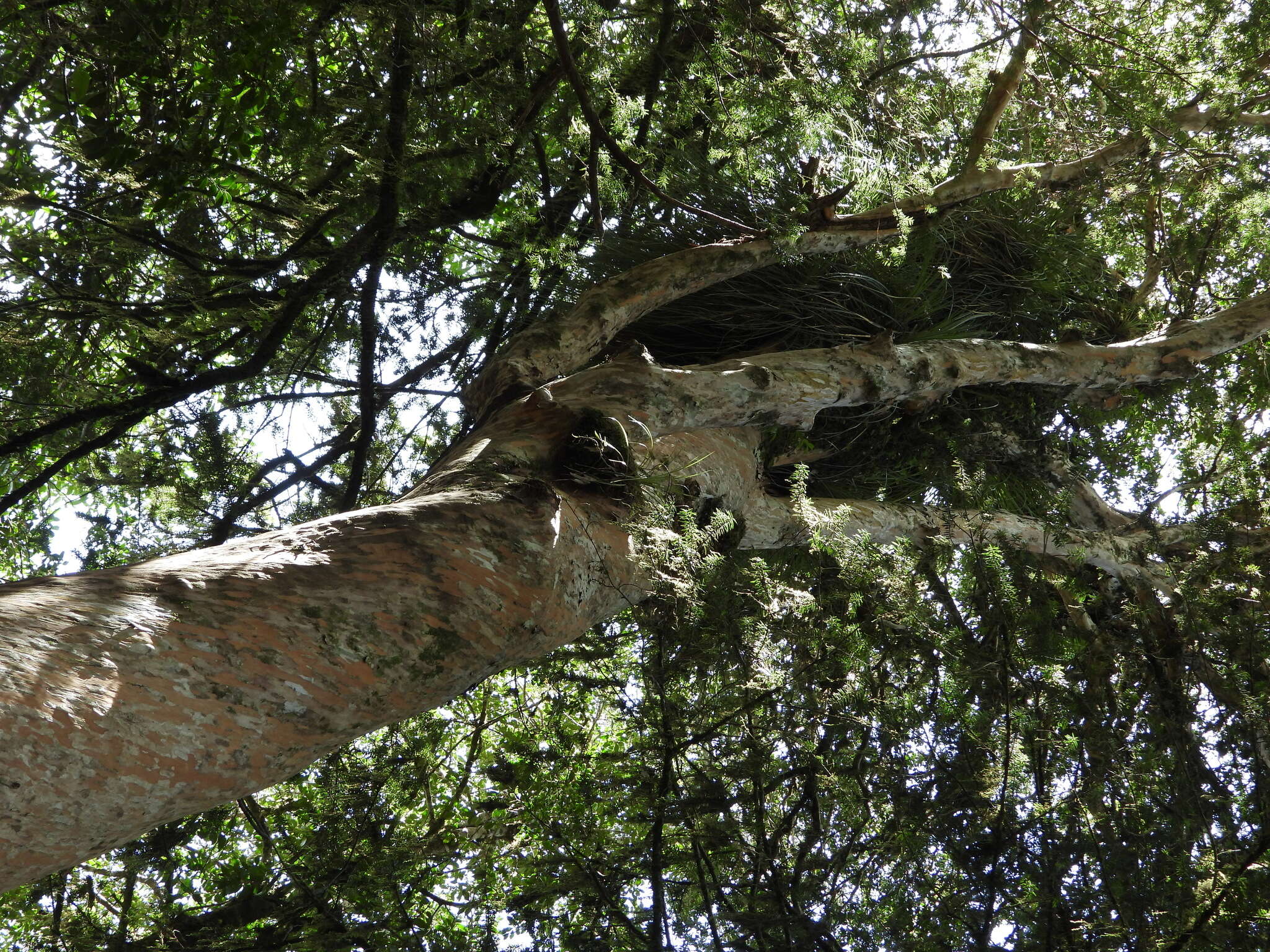 Plancia ëd Amomyrtus meli (Phil.) D. Legrand & Kausel