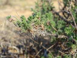 Image of Pelargonium oreophilum Schltr.