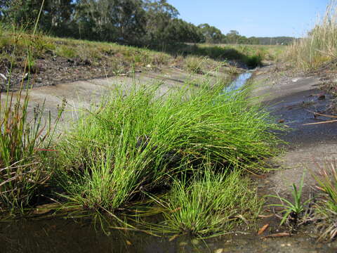 Image of Swamp Club-rush